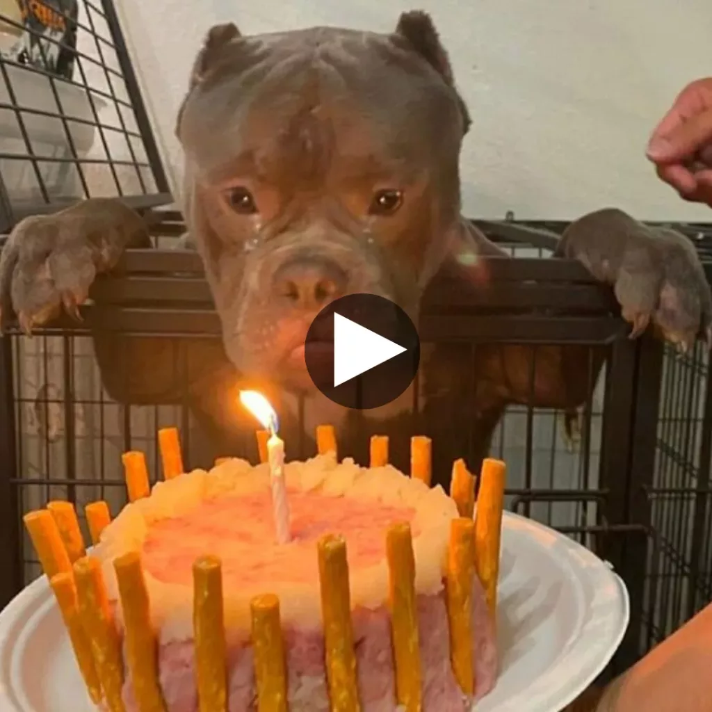 Heartwarming story of a homeless dog’s birthday celebration at an animal shelter filled with emotions