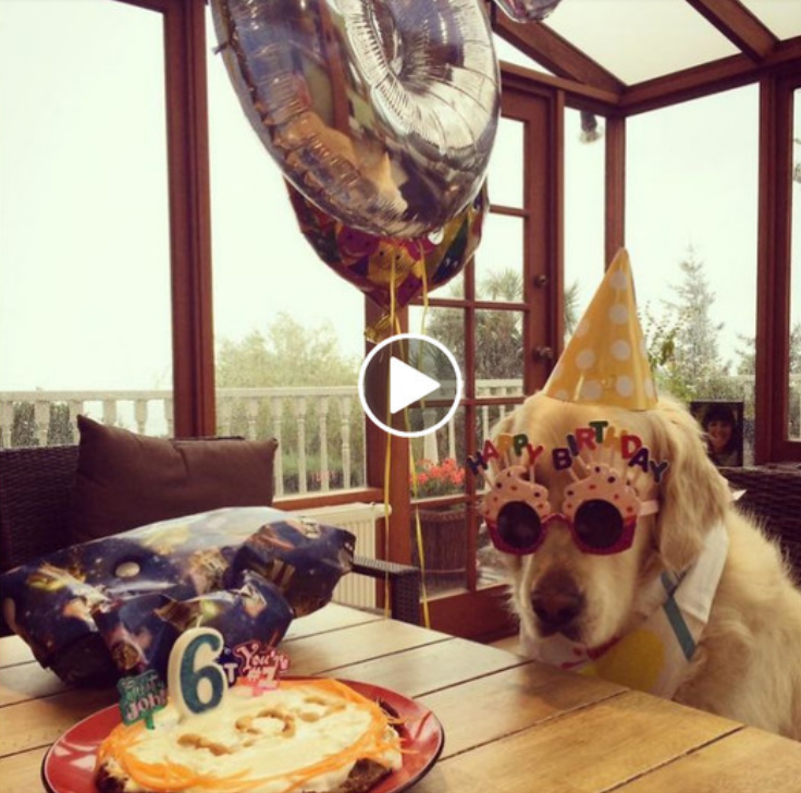 “Cheers to My Beloved Canine Companion on Their Special Day: A Celebration of Our Furry Star!”