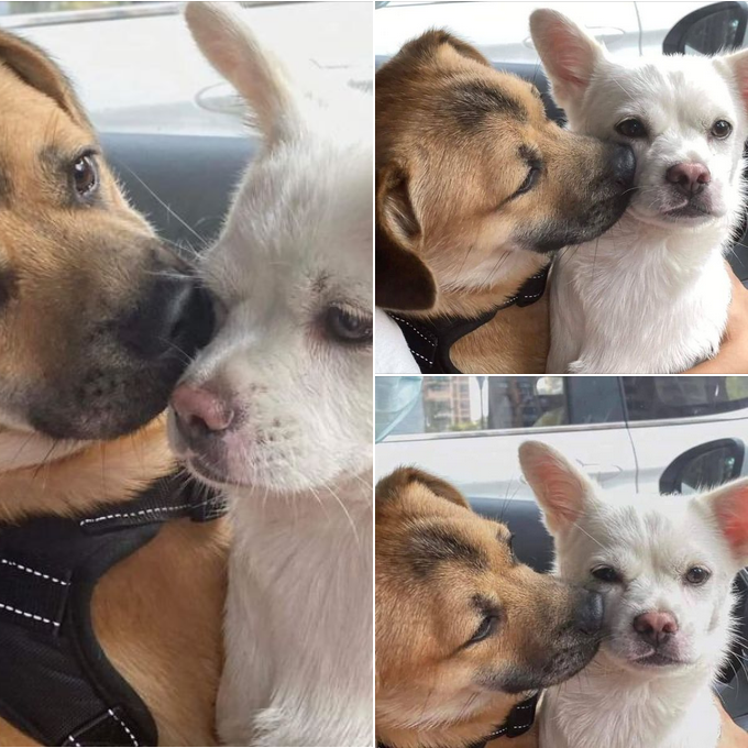 The Sweet Pup’s Affection: A Loving Kiss on a Luxurious Ride!